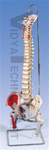 Classic Flexible Spine with femur heads and painted muscles